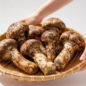 [미식한가] 자연산 햇 송이버섯 500g 2품 (6-9뿌리)