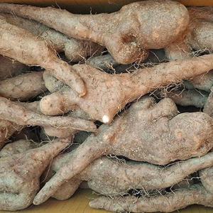 못난이 안동 마 5kg 못난이마 안동 생마 안동특산물 안동 장마 국산 마 구