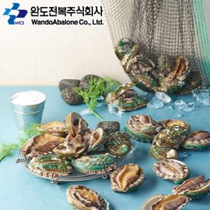 [완도활전복] 중전복 10미(마리당 50~60g)
