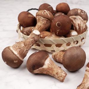 나주 참송이 버섯 1kg (사이즈 랜덤)