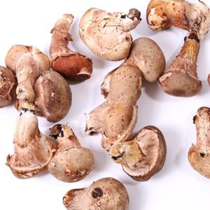 향기가득 참송이 버섯(가정용) 250g