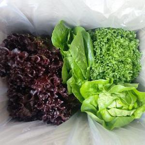 [농할 국내산]농부마음 GAP인증 샐러드용 채소 모음 1kg (2-4종)