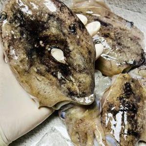[파인밀] 당일조업 제철 생물 활 갑오징어 1kg(kg당 4-6미내외)