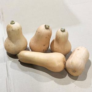 국내산 땅콩호박 5kg 10kg