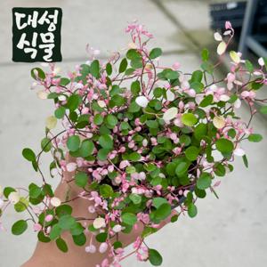 핑크트리안 핑크브리즈 플랜테리어 키우기쉬운 공기정화식물 행잉 넝쿨 덩쿨