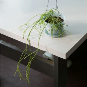 립살리스 카수타 + HANGING POT XS