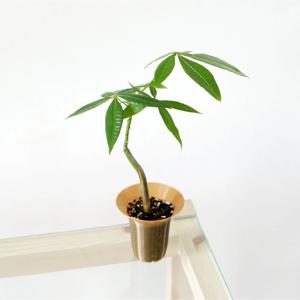 파키라 미니 + BLOOM POT MINI