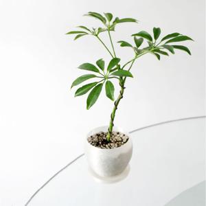 홍콩야자 + EGG POT XS (WRINKLY NATURAL)