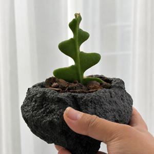 피쉬본 생선뼈 선인장 미니 다육 키우기 쉬운 귀여운 사무실 책상 거실 생일 식물 화분 선물