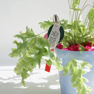 다바나 고사리 (Phlebodium aureum Davana)