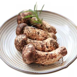자연산 햇 송이버섯 1kg 1품 (20-24뿌리)