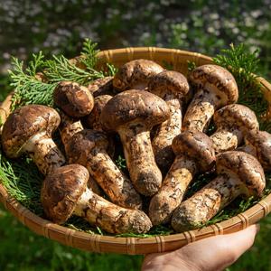 자연산 햇 송이버섯 500g 1품 (12-14뿌리)