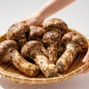 자연산 햇 송이버섯 500g 2품 (6-9뿌리)