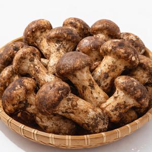 자연산 햇 송이버섯 500g 가정용 (4-8뿌리)
