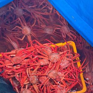 후포리 실속 자숙홍게 3kg 7-10미