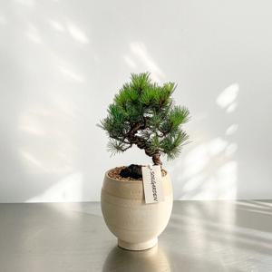 소나무 분재 오엽송 고급 승진화분 개업화분