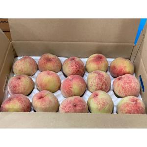 [산지직송] 아삭달콤 딱딱이복숭아 백도 2kg / 중과 / 11-12과내외