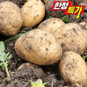[하루20박스] 햇감자 (소) 1.9kg/ 50g미만