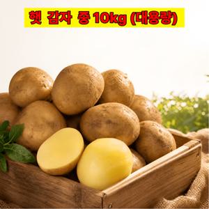 포슬포슬 맛있는 햇감자 대용량 10kg / 중