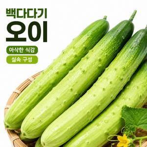 아삭한 가정용 백다다기 오이 1.7kg