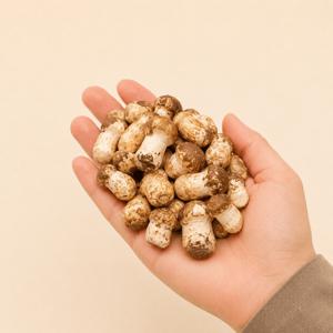 [은은한 자연산 솔향] 프리미엄 참송이버섯 가정용500g / 결대로 찢어지는 닭고기 식감의 고품격 생 참송이 버섯