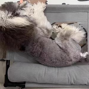 고급 통기성 메시 쿨 강아지 침대, 미끄럼 방지 강아지 매트, 사계절 실내외 사용에 적합, 소형견/대형견/고양이 겸용, 회색, 선물