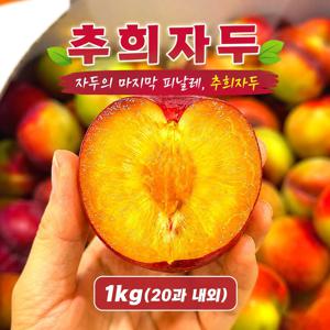 [올해 마지막 자두] 햇 추희자두 1.1kg(20과 내외)