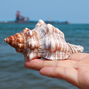 천연 조개껍데기, 바다 , 천연 빨간 나선형 달팽이, 양 뿔 달팽이, 어항 장식, 수족관 조경, 개구리, 소리 나는 바다 홈 , 홈 장식품, 수족관 장식품 크리스마스, 할로윈