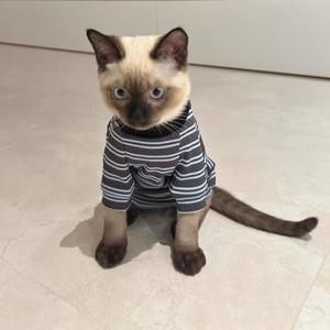 애완 고양이 반팔 티셔츠 독일 풍선 고양이 털 없는 고양이 특수 의류 인터넷 유명인 패션 고양이 의류