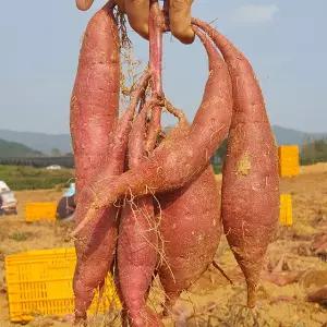 [롯데백화점]친환경팔도 해남 햇 꿀고구마 (왕특/대)10kg