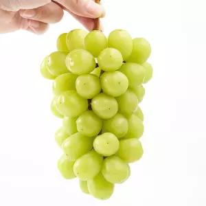 국내산 김천 가정용 샤인머스켓 대형 4kg 4-5수