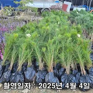 충주원예조경 / 소나무(적송) / 실생2년 / 연결 포트