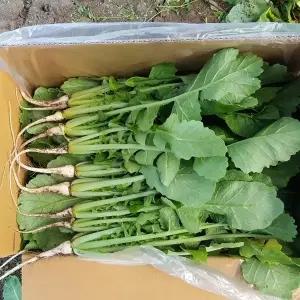 (안산팜)열무 2kg 지구를 사랑하는 저탄소 GAP농산물