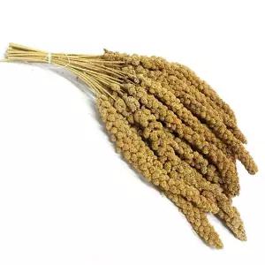 애완동물 펫간식 스프레이 밀렛 (옐로우) 1kg 영양