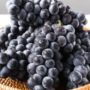 송산 캠벨포도 2kg(4-6송이) 진한향 새콤달콤 입안가득 달콤함 캠벨 최고생산지 포도