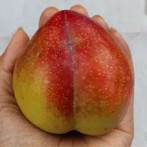 경북 청송 추희자두 실속 3kg