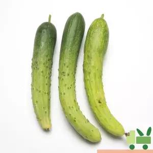백다다기 오이 2Kg (보통)