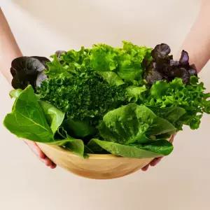 산지직송 유러피안 샐러드 야채 채소 유럽상추 4종 이상 1kg