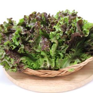 사랑쌈 신선한 망성면 상추 꽃상추 2kg/4kg