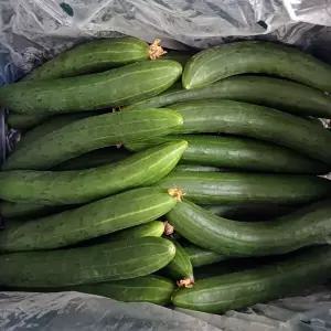 당일수확 오이 취청오이 못난이 공품 10kg(50개내외) 청오이