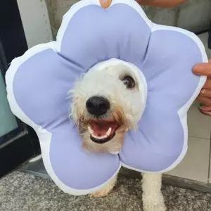 고양이 L 쿠션 퍼플 넥카라 강아지 꽃피는