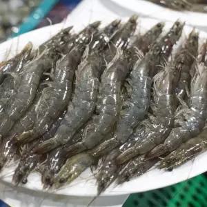[당일조업] 국내산 대하 생새우 제철 흰다리새우 1kg(40미내외)