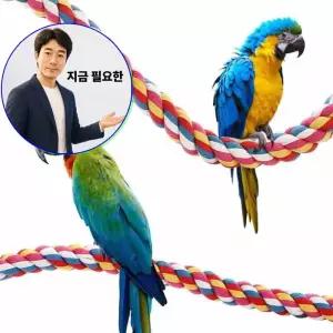 지금 필요한 앵무새놀이터 1P 장남감 컬러 그네 105cm 횃대 휴식공간