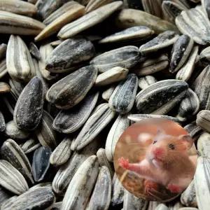 반려동물 해바라기씨 380g 햄스터 다람쥐 사료 먹이 기니피그사료 동물사료