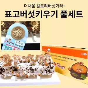 표고버섯키우기 버섯 키우기 키트  집에서 배지 식물 재배 더채움 칼로리버섯거라