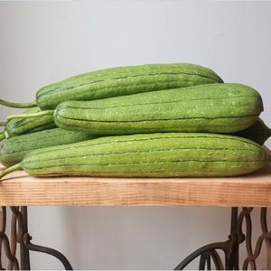 무농약 생 수세미 5kg,10kg
