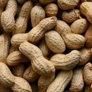 청년상회 국산 햇 땅콩 피땅콩 5kg