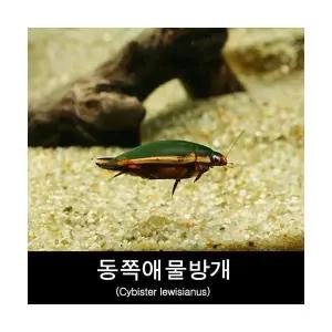 동쪽애물방개 키우기 Cybister lewisianus 10마리