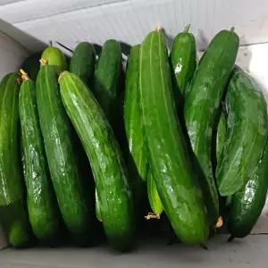 당일수확 오이 취청오이 못난이 공품 5kg(25개내외)