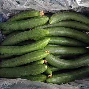 당일수확 오이 취청오이 못난이 공품 10kg(50개내외)